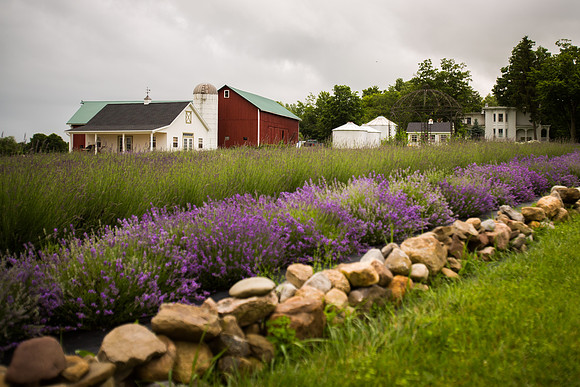 Lockwood Lavender Farm-18
