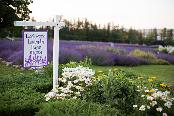 Lockwood Lavender Farm-14