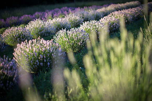 Lockwood Lavender Farm-5