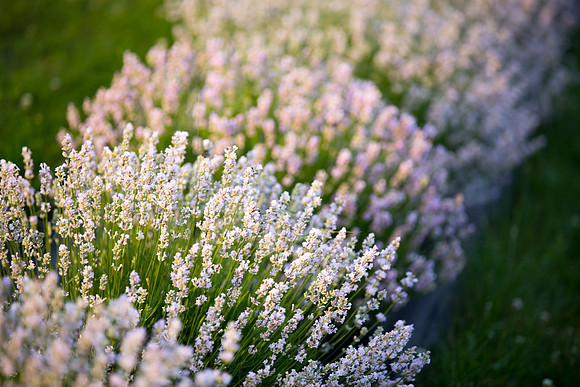 Lockwood Lavender Farm-15