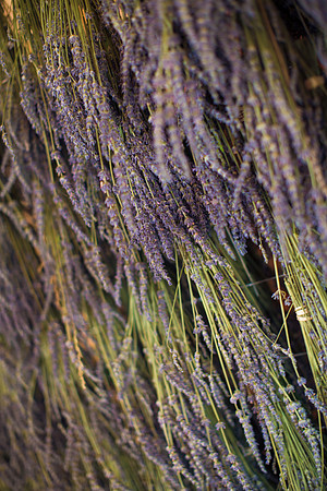Lockwood Lavender Farm-8