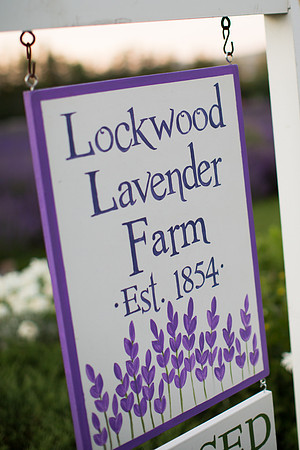 Lockwood Lavender Farm-13