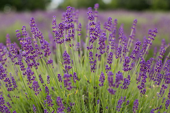 Lockwood Lavender Farm-2