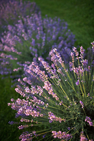 Lockwood Lavender Farm-7