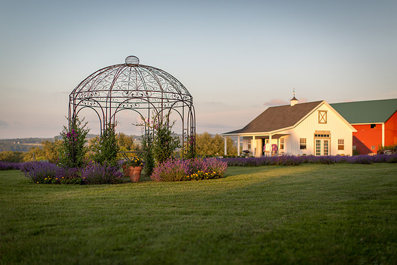 Lockwood Lavender Farm-10
