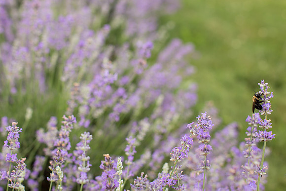 Lockwood Lavender Farm-3