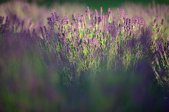 Lockwood Lavender Farm-6