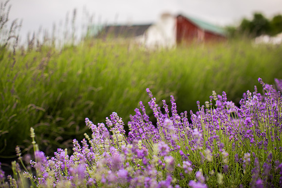 Lockwood Lavender Farm-1