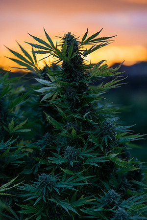 Taproot Harvest 2021 Northeast Leaf-9