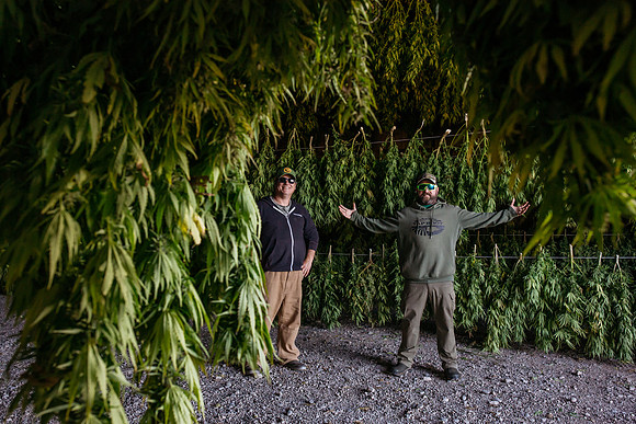 Taproot Harvest 2021 Northeast Leaf-26
