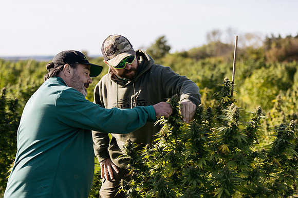 Taproot Harvest 2021 Northeast Leaf-19