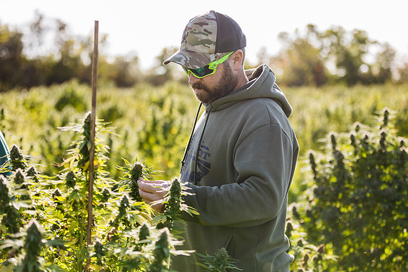 Taproot Harvest 2021 Northeast Leaf-21