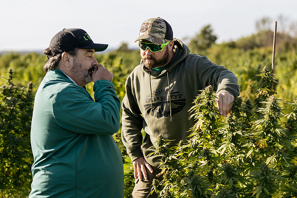 Taproot Harvest 2021 Northeast Leaf-20