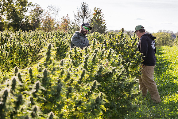Taproot Harvest 2021 Northeast Leaf-22