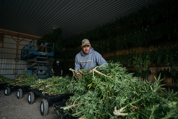 Taproot Harvest 2021 Northeast Leaf-13