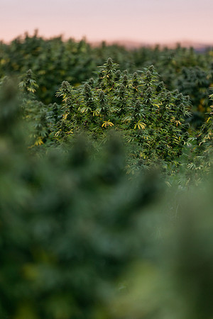 Taproot Harvest 2021 Northeast Leaf-10