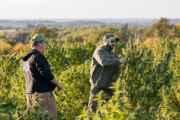 Taproot Harvest 2021 Northeast Leaf-28