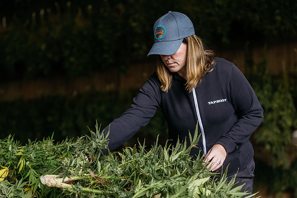 Taproot Harvest 2021 Northeast Leaf-14