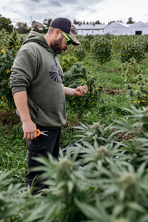 Taproot Harvest 2021 Northeast Leaf-2