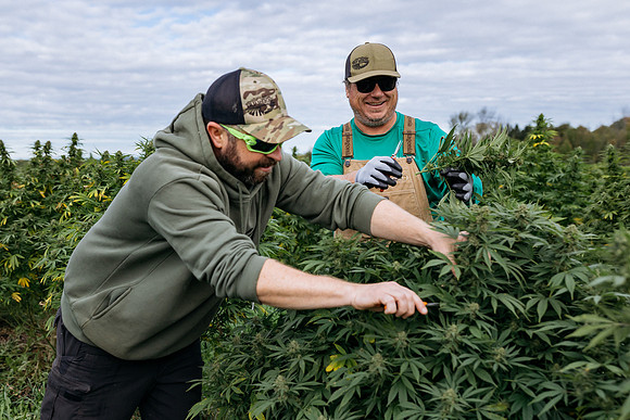 Taproot Harvest 2021 Northeast Leaf-3