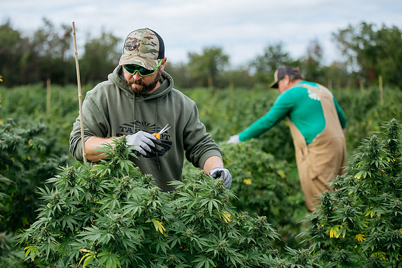 Taproot Harvest 2021 Northeast Leaf-5