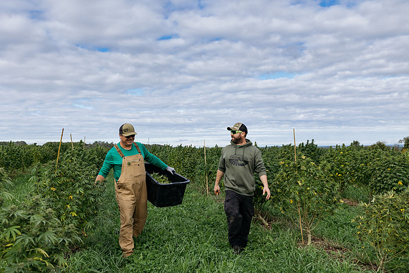 Taproot Harvest 2021 Northeast Leaf-4