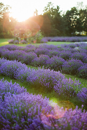 Lockwood Lavender Farm-9