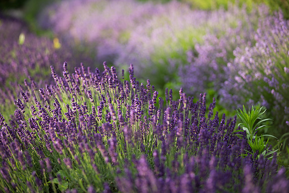 Lockwood Lavender Farm-4
